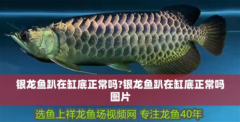 銀龍魚(yú)趴在缸底正常嗎?銀龍魚(yú)趴在缸底正常嗎圖片 銀龍魚(yú)趴在缸底正常嗎?銀龍魚(yú)趴在缸底正常嗎圖片 水族問(wèn)答