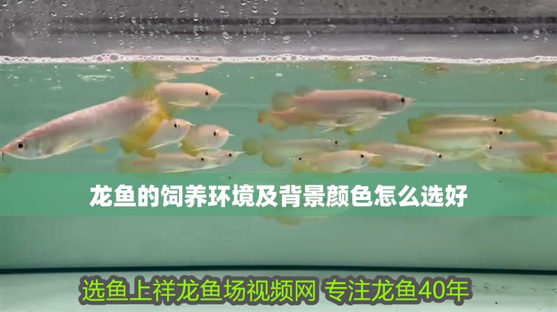 龍魚的飼養(yǎng)環(huán)境及背景顏色怎么選好