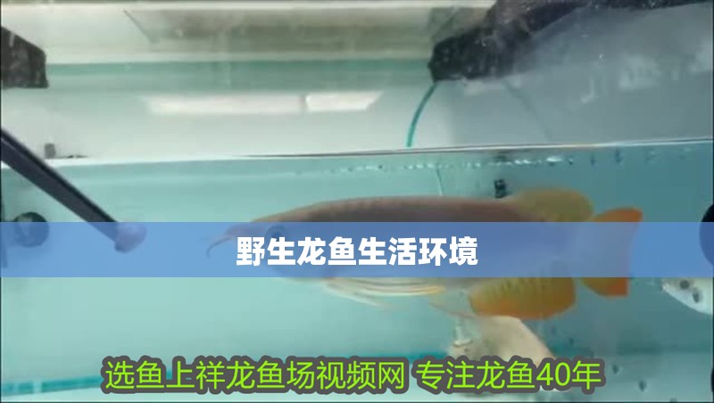 野生龍魚生活環境