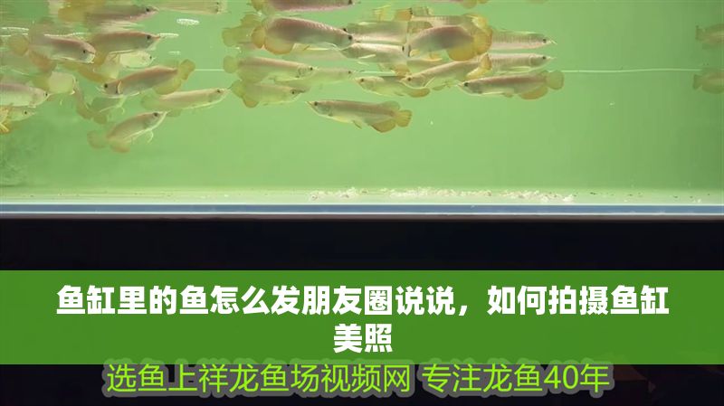 魚缸里的魚怎么發(fā)朋友圈說說，如何拍攝魚缸美照