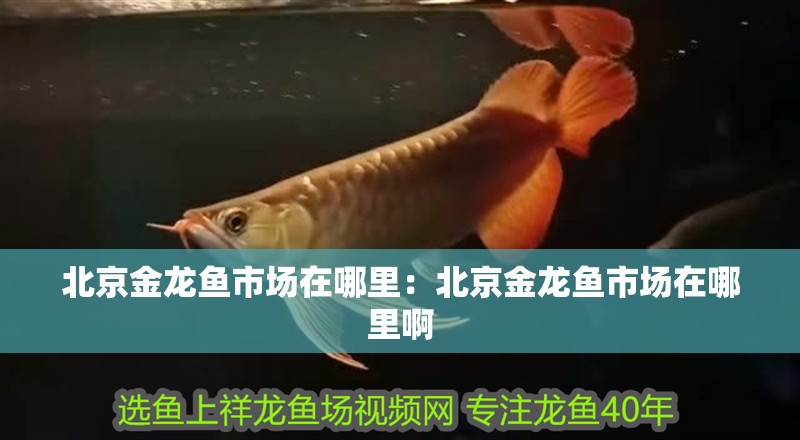 北京金龍魚市場在哪里：北京金龍魚市場在哪里啊 北京金龍魚市場在哪里：北京金龍魚市場在哪里啊 水族問答