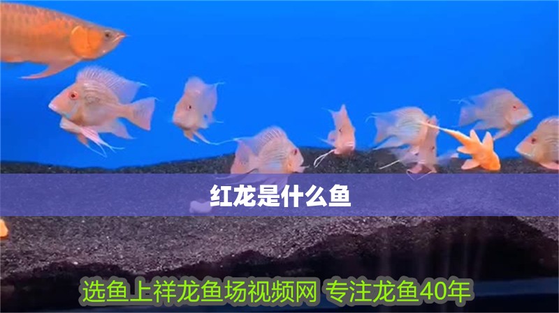 紅龍是什么魚 紅龍是什么魚 龍魚百科 第2張