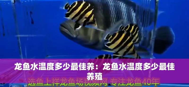 龍魚水溫度多少最佳養：龍魚水溫度多少最佳養殖