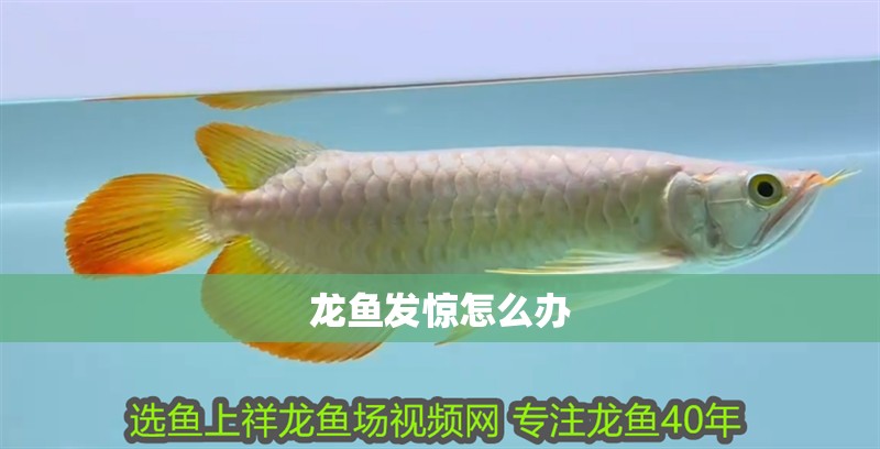 龍魚發(fā)驚怎么辦