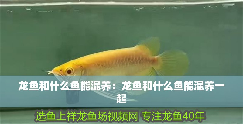 龍魚和什么魚能混養：龍魚和什么魚能混養一起 龍魚和什么魚能混養：龍魚和什么魚能混養一起 水族問答