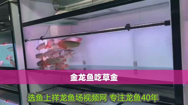 金龍魚吃草金 龍魚百科 第2張 金龍魚吃草金 金龍魚吃草金 龍魚百科 第2張