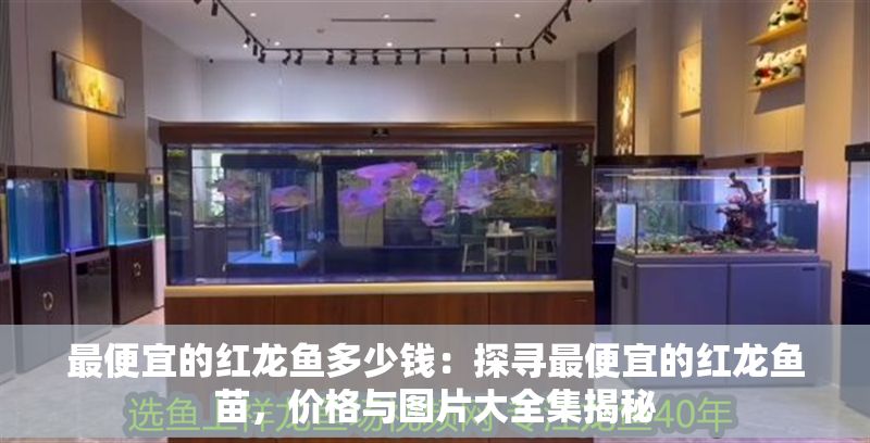 最便宜的紅龍魚多少錢：探尋最便宜的紅龍魚苗，價格與圖片大全集揭秘