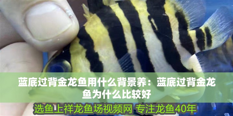 藍底過背金龍魚用什么背景養：藍底過背金龍魚為什么比較好