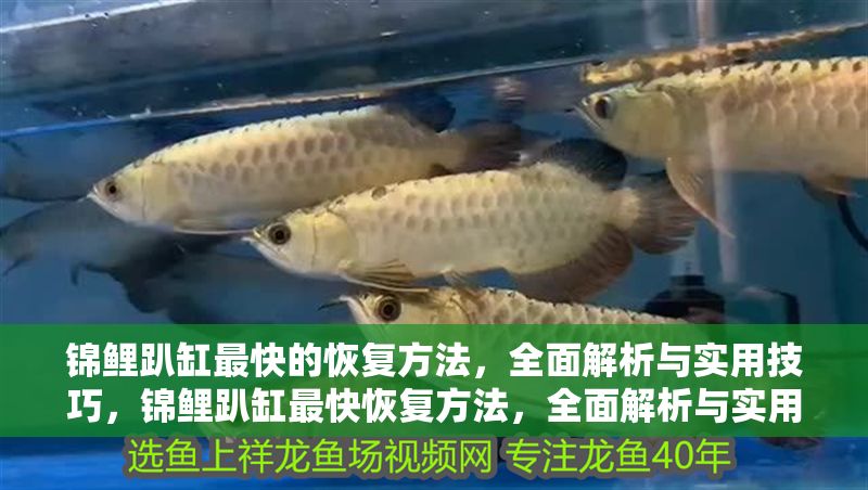 錦鯉趴缸最快的恢復(fù)方法，全面解析與實(shí)用技巧，錦鯉趴缸最快恢復(fù)方法，全面解析與實(shí)用技巧