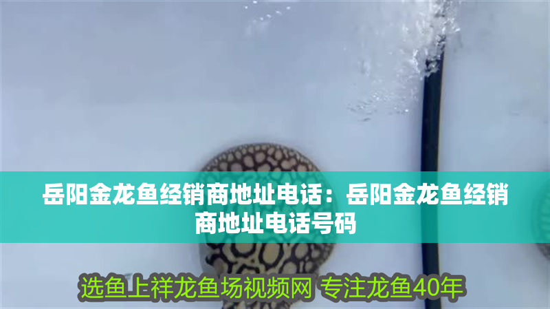 岳陽金龍魚經銷商地址電話：岳陽金龍魚經銷商地址電話號碼