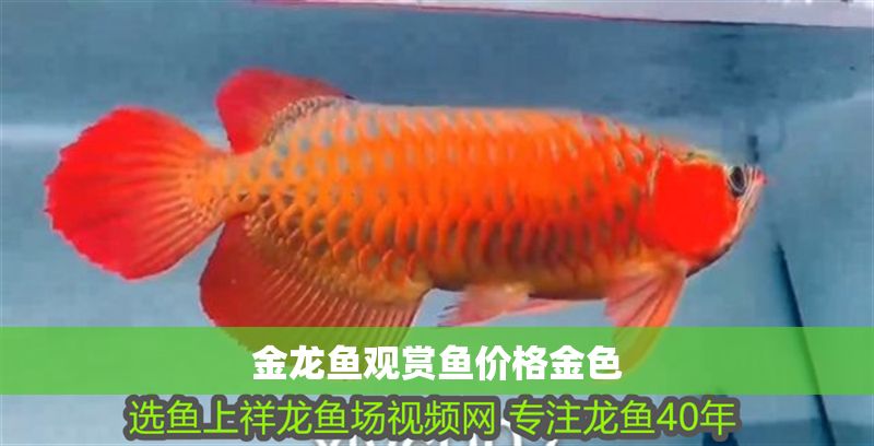 金龍魚觀賞魚價格金色
