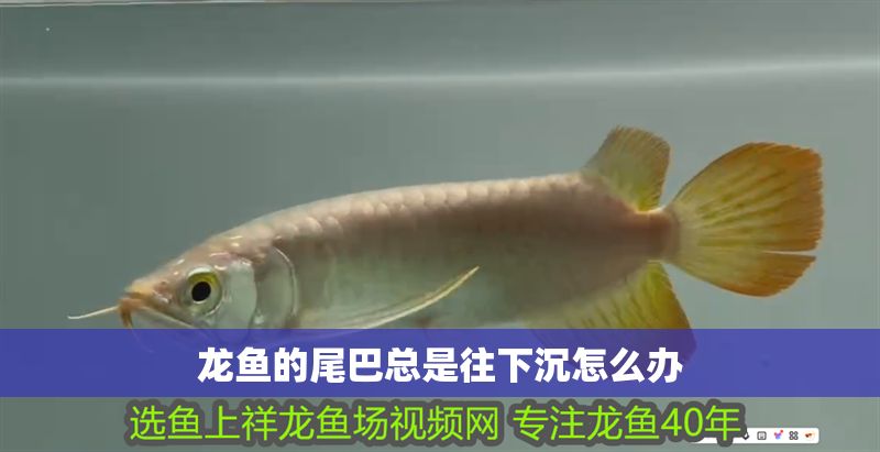 龍魚的尾巴總是往下沉怎么辦