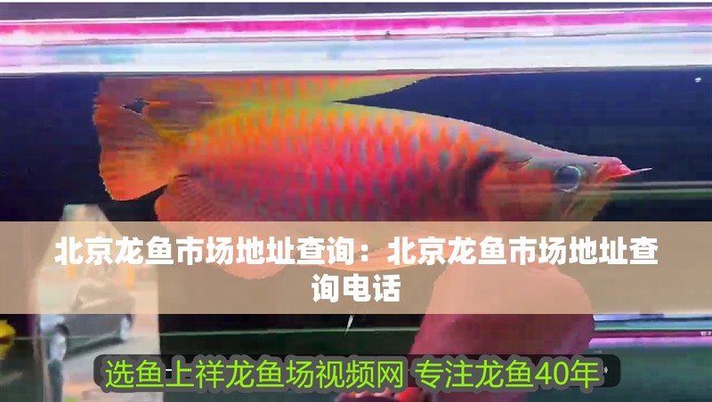北京龍魚市場地址查詢:北京龍魚市場地址查詢電話 水族問答 北京龍魚市場地址查詢:北京龍魚市場地址查詢電話 北京龍魚市場地址查詢:北京龍魚市場地址查詢電話 水族問答