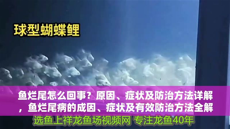魚爛尾怎么回事？原因、癥狀及防治方法詳解，魚爛尾病的成因、癥狀及有效防治方法全解析