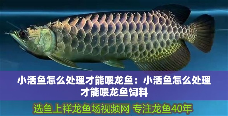 小活魚怎么處理才能喂龍魚：小活魚怎么處理才能喂龍魚飼料