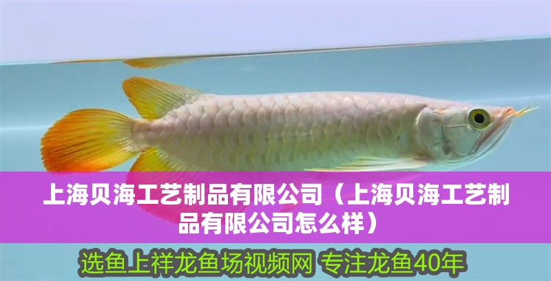 上海貝海工藝制品有限公司（上海貝海工藝制品有限公司怎么樣） 上海貝海工藝制品有限公司（上海貝海工藝制品有限公司怎么樣） 全國水族館企業名錄 第1張