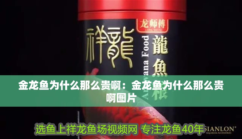 金龍魚為什么那么貴啊：金龍魚為什么那么貴啊圖片 金龍魚為什么那么貴啊：金龍魚為什么那么貴啊圖片 水族問答