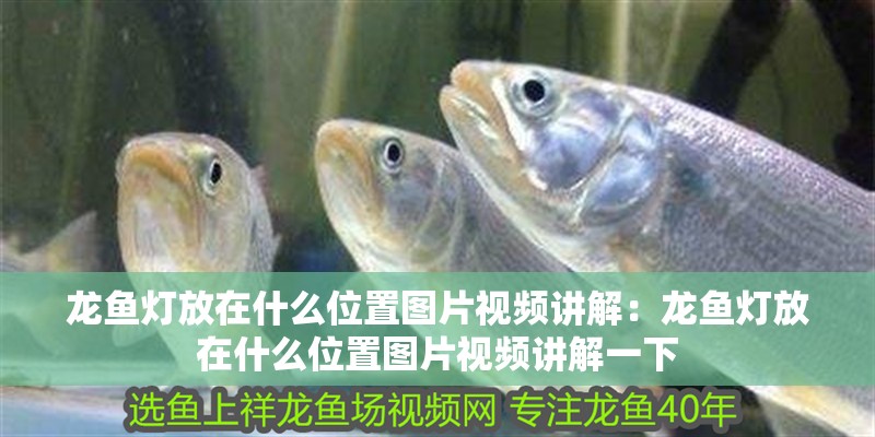龍魚燈放在什么位置圖片視頻講解:龍魚燈放在什么位置圖片視頻講解一下 水族問答 龍魚燈放在什么位置圖片視頻講解:龍魚燈放在什么位置圖片視頻講解一下 龍魚燈放在什么位置圖片視頻講解:龍魚燈放在什么位置圖片視頻講解一下 水族問答