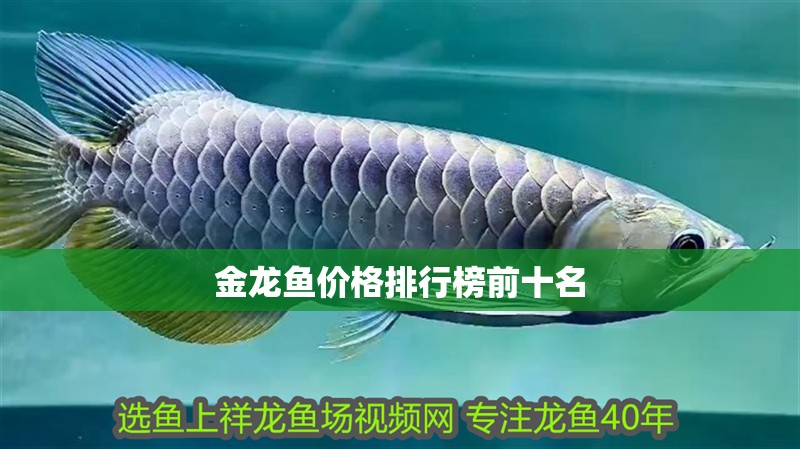 金龍魚價格排行榜前十名