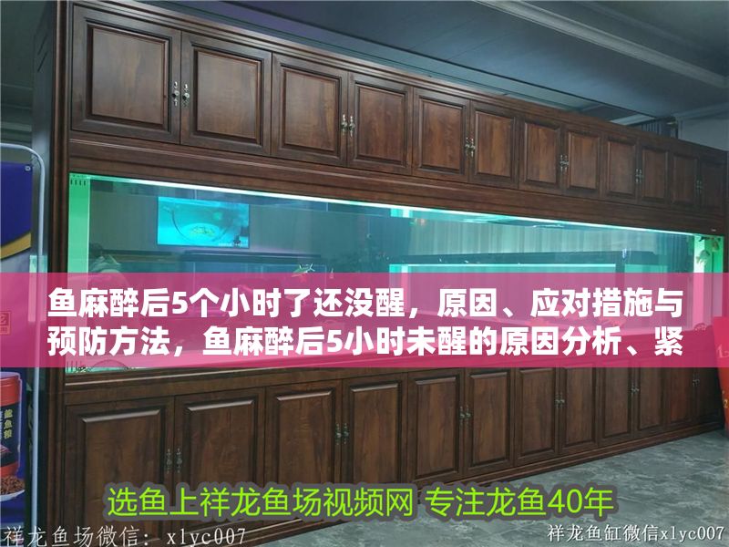 魚麻醉后5個(gè)小時(shí)了還沒醒，原因、應(yīng)對(duì)措施與預(yù)防方法，魚麻醉后5小時(shí)未醒的原因分析、緊急處理及預(yù)防措施 魚麻醉后5個(gè)小時(shí)了還沒醒，原因、應(yīng)對(duì)措施與預(yù)防方法，魚麻醉后5小時(shí)未醒的原因分析、緊急處理及預(yù)防措施 龍魚常見疾病 第1張