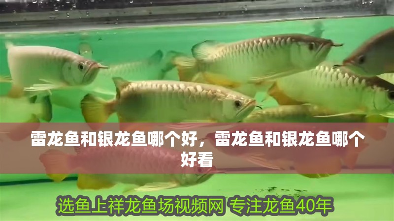 雷龍魚和銀龍魚哪個(gè)好，雷龍魚和銀龍魚哪個(gè)好看 雷龍魚和銀龍魚哪個(gè)好，雷龍魚和銀龍魚哪個(gè)好看 銀龍魚百科