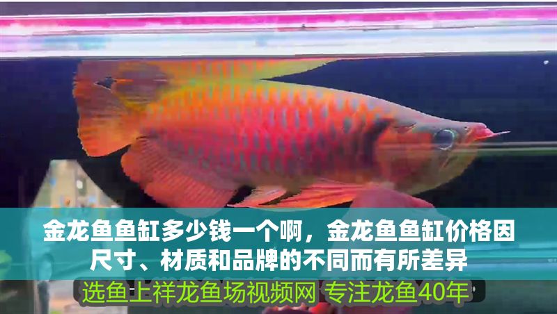 金龍魚魚缸多少錢一個啊，金龍魚魚缸價格因尺寸、材質和品牌的不同而有所差異 金龍魚魚缸多少錢一個啊，金龍魚魚缸價格因尺寸、材質和品牌的不同而有所差異 魚缸百科 第2張
