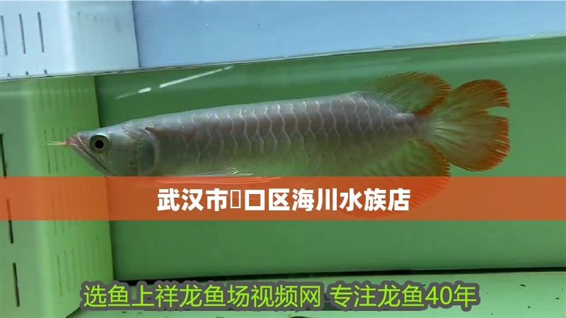 武漢市硚口區海川水族店