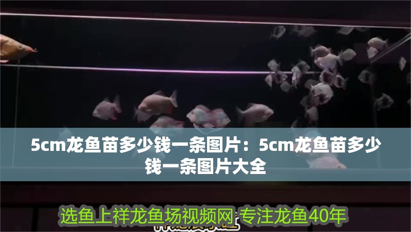 5cm龍魚苗多少錢一條圖片：5cm龍魚苗多少錢一條圖片大全