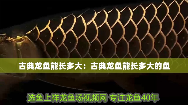 古典龍魚能長多大：古典龍魚能長多大的魚