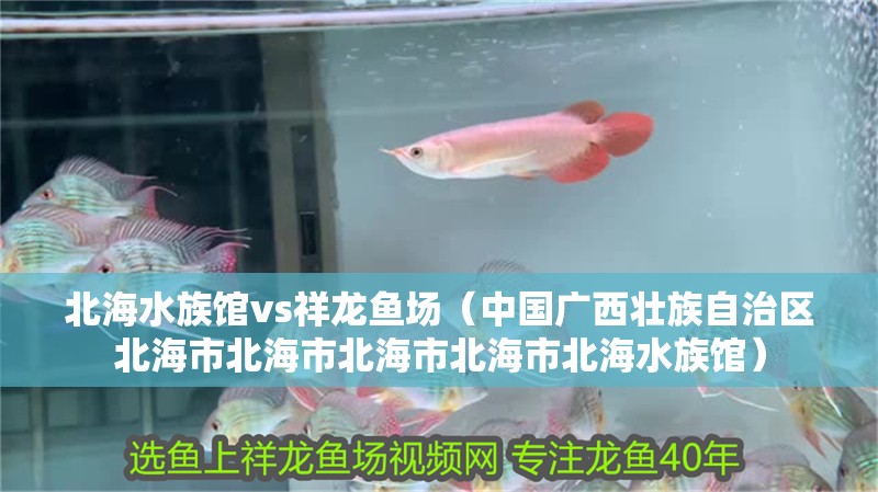 北海水族館vs祥龍魚場（中國廣西壯族自治區北海市北海市北海市北海市北海水族館） 北海水族館vs祥龍魚場（中國廣西壯族自治區北海市北海市北海市北海市北海水族館） 全國水族館企業名錄 第1張
