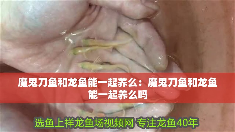 魔鬼刀魚和龍魚能一起養(yǎng)么：魔鬼刀魚和龍魚能一起養(yǎng)么嗎