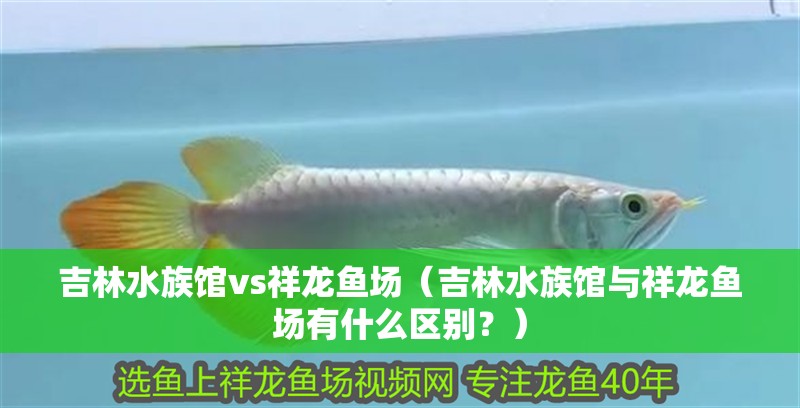 <strong><mark>吉林</mark></strong>水族館vs祥龍魚場（<strong><mark>吉林</mark></strong>水族館與祥龍魚場有什么區(qū)別？）