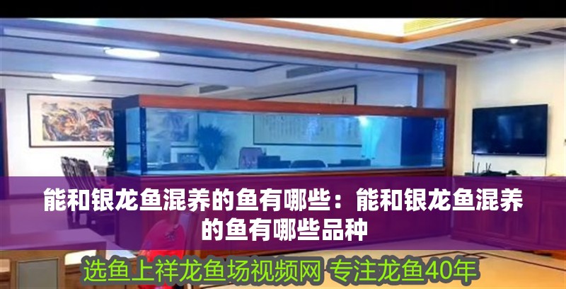 能和銀龍魚混養的魚有哪些：能和銀龍魚混養的魚有哪些品種