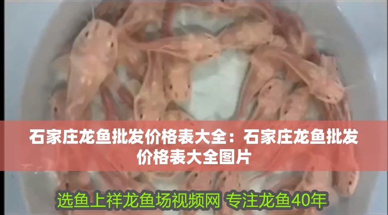 石家莊龍魚批發價格表大全：石家莊龍魚批發價格表大全圖片