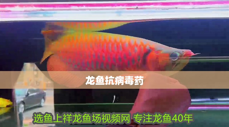 龍魚抗病毒藥 龍魚抗病毒藥 龍魚百科 第2張
