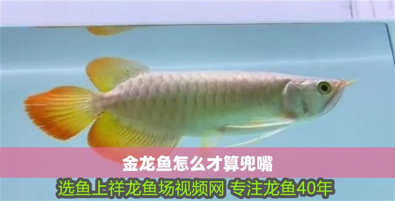 金龍魚怎么才算兜嘴 金龍魚怎么才算兜嘴 龍魚百科 第2張