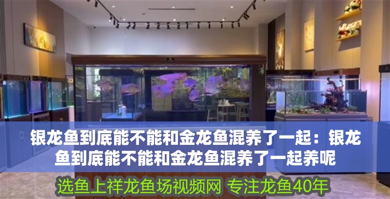 魚缸過濾器選購指南:自制魚缸過濾器魚缸上置過濾器對于養(yǎng)魚愛好者的必備知識 銀龍魚到底能不能和金龍魚混養(yǎng)了一起:銀龍魚到底能不能和金龍魚混養(yǎng)了一起養(yǎng)呢 水族問答 銀龍魚到底能不能和金龍魚混養(yǎng)了一起:銀龍魚到底能不能和金龍魚混養(yǎng)了一起養(yǎng)呢 銀龍魚到底能不能和金龍魚混養(yǎng)了一起:銀龍魚到底能不能和金龍魚混養(yǎng)了一起養(yǎng)呢 水族問答