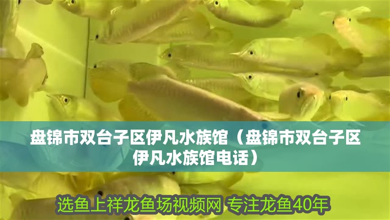 盤錦市雙臺子區伊凡水族館（盤錦市雙臺子區伊凡水族館電話） 盤錦市雙臺子區伊凡水族館（盤錦市雙臺子區伊凡水族館電話） 全國水族館企業名錄 第1張