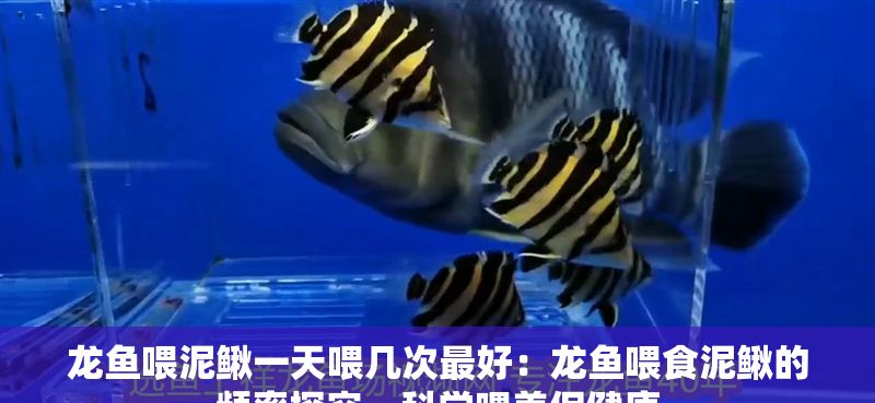 龍魚喂泥鰍一天喂幾次最好：龍魚喂食泥鰍的頻率探究，科學喂養促健康