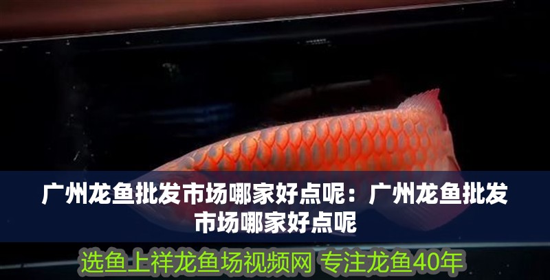 廣州龍魚批發市場哪家好點呢：廣州龍魚批發市場哪家好點呢