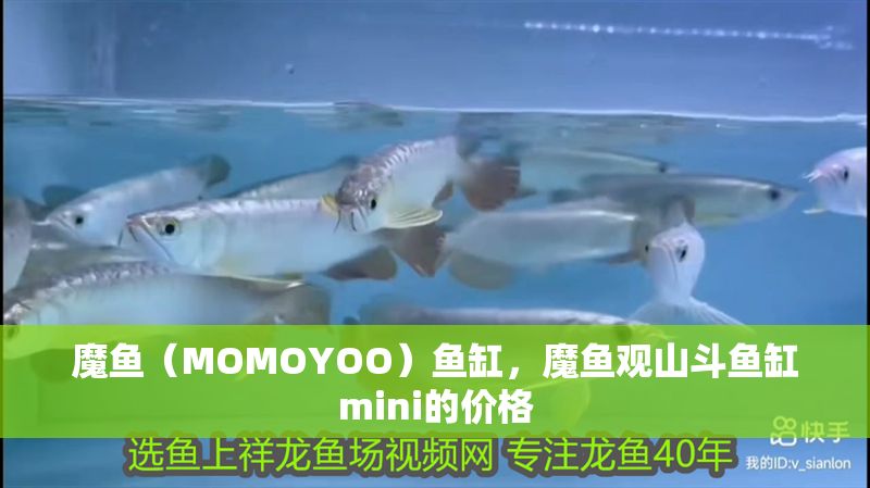 魔魚（MOMOYOO）魚缸，魔魚觀山斗魚缸mini的價格