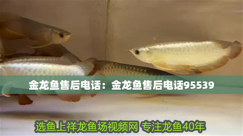 金龍魚售后電話：金龍魚售后電話95539