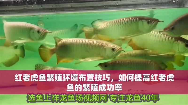 紅老虎魚(yú)繁殖環(huán)境布置技巧，如何提高紅老虎魚(yú)的繁殖成功率
