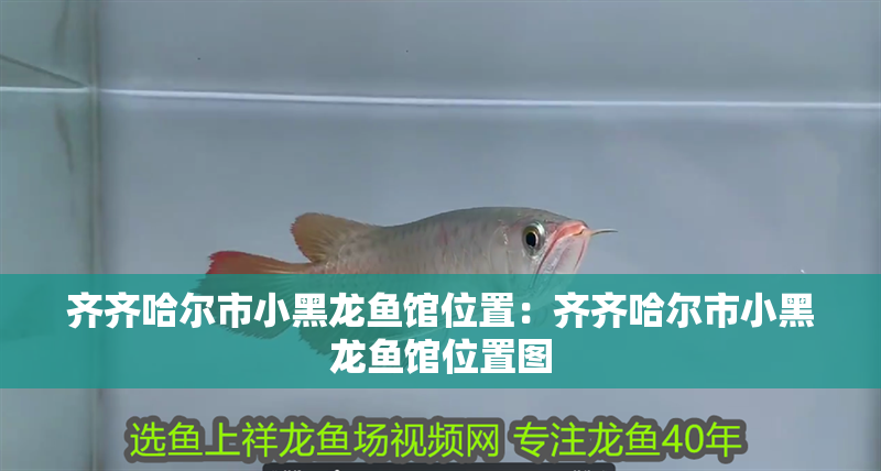 齊齊哈爾市小黑龍魚館位置：齊齊哈爾市小黑龍魚館位置圖