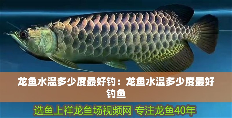 龍魚水溫多少度最好釣：龍魚水溫多少度最好釣魚