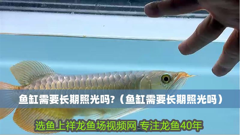 魚缸需要長(zhǎng)期照光嗎?（魚缸需要長(zhǎng)期照光嗎）