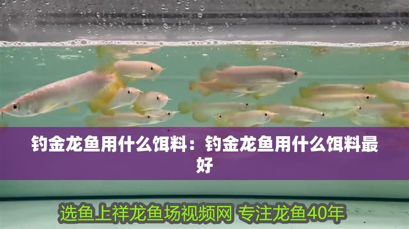 釣金龍魚用什么餌料：釣金龍魚用什么餌料最好