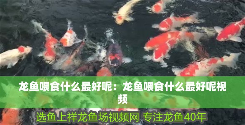 龍魚喂食什么最好呢：龍魚喂食什么最好呢視頻