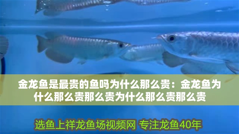 金龍魚是最貴的魚嗎為什么那么貴：金龍魚為什么那么貴那么貴為什么那么貴那么貴 金龍魚是最貴的魚嗎為什么那么貴：金龍魚為什么那么貴那么貴為什么那么貴那么貴 龍魚百科 第2張