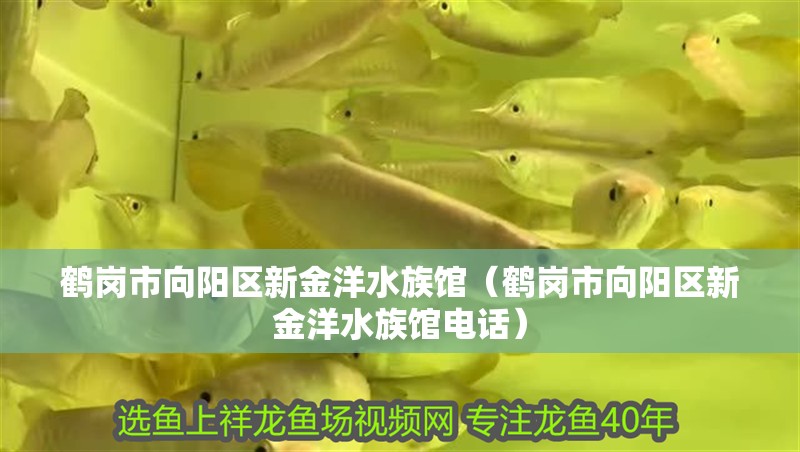 鶴崗市向陽(yáng)區(qū)新金洋水族館（鶴崗市向陽(yáng)區(qū)新金洋水族館電話）